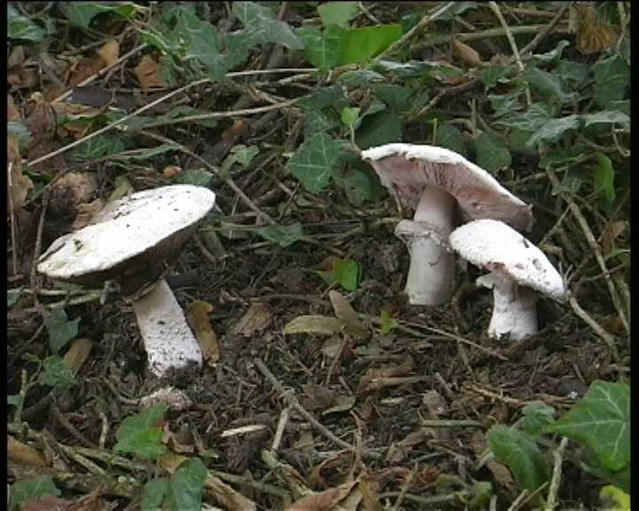 Agaricus benesii   (Pilat)  Singer
